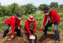 Sekitar 10.000 pohon yang ditanamkan sepanjang sungai Teluknaga dan Se-Kab Tangerang