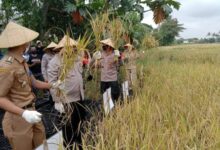 Panen Raya di hadiri  oleh Kapolres Metro Kota Tangerang Kombespol Deonijiu De Fatima, SIK.,SH