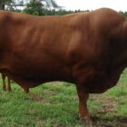 Sapi seharga 125 juta Desa Kresek ada di mana ?