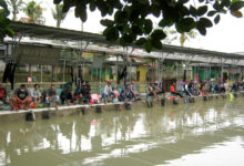 Sejumlah warga Pekalongan, Jawa Tengah, terlihat asyik memancing di tengah banjir