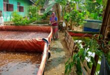Ditengah pandemi Ibu rumah tangga ini hasilkan uang jutaan rupiah.