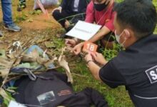 Rekontruksi pembunuhan korban di cekek lehernya untuk mastikan korban meninggal lehernya di injak baru di bakar pakai kain dan daun kering.