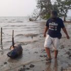 Pulau Cangkir, di ebohkan ada lumba-lumba mati dan terdampar di laut Kronjo.