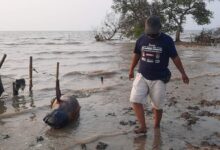 Pulau Cangkir, di ebohkan ada lumba-lumba mati dan terdampar di laut Kronjo.