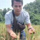 Dalam bulan Agustust 2021 ini, akan panen raya. Ada Sebanyak empat hektare tanaman