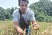 Dalam bulan Agustust 2021 ini, akan panen raya. Ada Sebanyak empat hektare tanaman