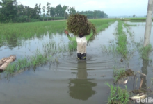 Sekitar 100 hektare sawah warga di Desa Darungan, Yosowilangun, Lumajang terancam gagal panen akibat banjir.