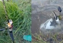 Pemancingan ikan Viral media sosial, ketika motor jatuh kali rawa. ikan besar, Ikan besar, gubrak, sir bunyi motornya