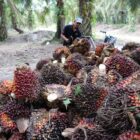 Perkebunan Copi, Karet, Sawit dan temabakau ini juga di daerah penghasil yang tertinggi