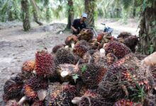 Perkebunan Copi, Karet, Sawit dan temabakau ini juga di daerah penghasil yang tertinggi