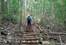 Setidaknya Pemkab Sorong akan membuat taman hutang untuk Papua. Sekitar  575 hektare akan di jadikan cagar
