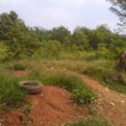 Sekitar 7 hetar  lahan tidur yang tidak mamfaatkan oleh warga di Kec. Sukamulya Kab. Tangerang, Banten