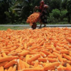 bibi jagung hibrida pada tahun anggaran 2020 dengan nilai kontrak Rp2,86 miliar dari pagu anggaran Rp2,94 miliar.