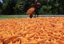 bibi jagung hibrida pada tahun anggaran 2020 dengan nilai kontrak Rp2,86 miliar dari pagu anggaran Rp2,94 miliar.