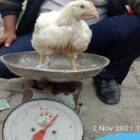 Para pedagang Ayam mulai nakal, bilangnya pada pembeli berat ayam 1,2 kilogram