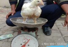 Para pedagang Ayam mulai nakal, bilangnya pada pembeli berat ayam 1,2 kilogram