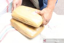 Sekitar 534 kilogram ganja kering ini siap di edar di jakarta, setelah tiba di jakarta tangkap pula,