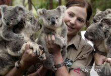 Pemerintahan Australia akan mengucurkan dana tambahan 50 juta dolar Australia (Rp502,7 miliar), untuk merawat binatang Koala spesies