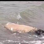 Wanita gangguan jiwa warga patra manggala Kemiri di temukan mengambang di pasir putih Mauk.