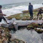Warga menduga ikan hiu macan mati, diduga keracunan nelayan pencari ikan di laut.