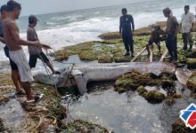 Warga menduga ikan hiu macan mati, diduga keracunan nelayan pencari ikan di laut.