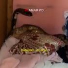 Ular cobra ada di lemari baju rumah warga.