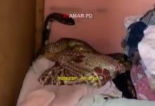 Ular cobra ada di lemari baju rumah warga.