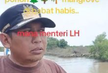 Diperkiraan Ratusan ribu Hetar hutan mangrove dari Tangerang Utara sampai Tirtayasa Serang, gundul dan punah.