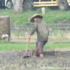 Program Presiden RI yang ke-8 ini Produksi padi di pertanian menjadi skala Proritas.