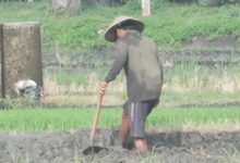 Program Presiden RI yang ke-8 ini Produksi padi di pertanian menjadi skala Proritas.