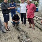 BUAYA LIAR MAKAN TERNAK WARGA BERHASIL DI TANGKAP.