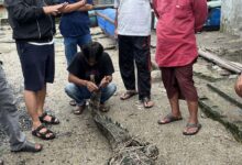 BUAYA LIAR MAKAN TERNAK WARGA BERHASIL DI TANGKAP.