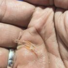 Satreskrim Polres Metro Tangerang Kota Ungkap Gudang Pengelolaan 30.000 Benih Lobster Ilegal.