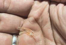 Satreskrim Polres Metro Tangerang Kota Ungkap Gudang Pengelolaan 30.000 Benih Lobster Ilegal.