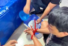 Penernak Bisnis Udang Lobstar di Lingkungan Pemungkiman tangkap polisi.