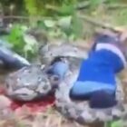 KORBAN DI LILIT ULAR, SEHINGGA TEWAS.
