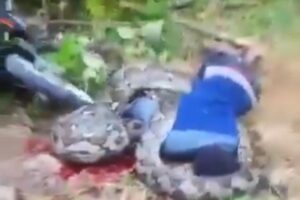 KORBAN DI LILIT ULAR, SEHINGGA TEWAS.